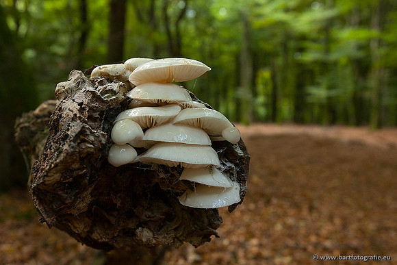 Paddenstoelen, Bart Fotografie-0162