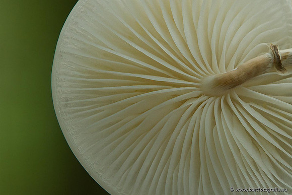Paddenstoelen, Bart Fotografie-0158
