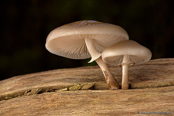 Paddenstoelen, Bart Fotografie-0164
