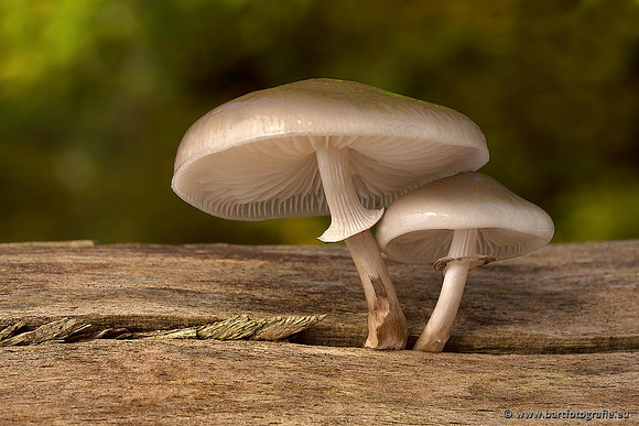Paddenstoelen, Bart Fotografie-0165