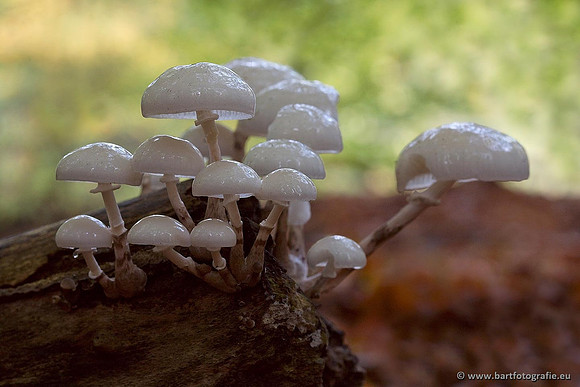 Paddenstoelen, Bart Fotografie-0166
