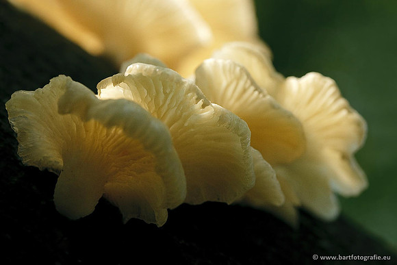 Paddenstoelen, Bart Fotografie-0167