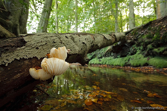 Paddenstoelen, Bart Fotografie-0168