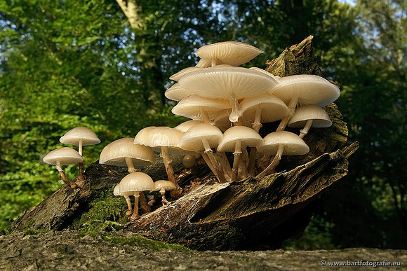Paddenstoelen, Bart Fotografie-0169