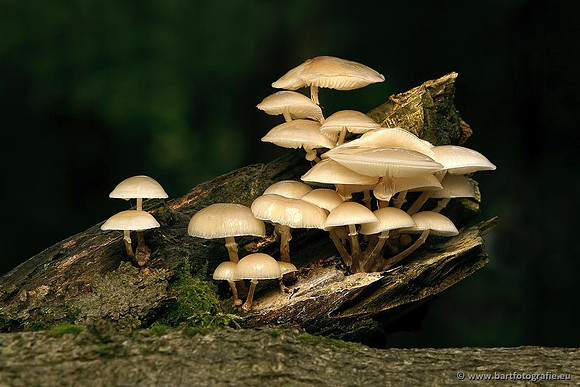 Paddenstoelen, Bart Fotografie-0170