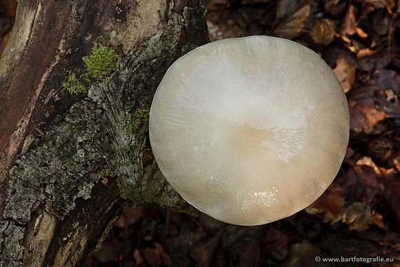 Paddenstoelen, Bart Fotografie-0171