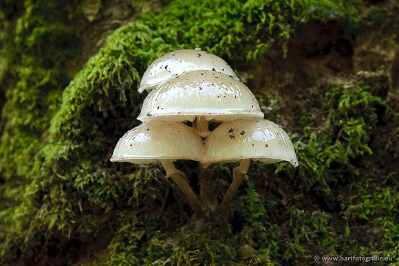 Paddenstoelen, Bart Fotografie-0172