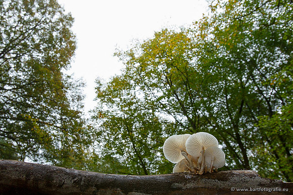 Paddenstoelen, Bart Fotografie-0173