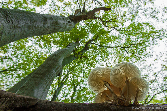 Paddenstoelen, Bart Fotografie-0174