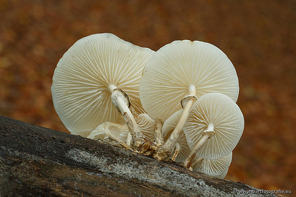 Paddenstoelen, Bart Fotografie-0175