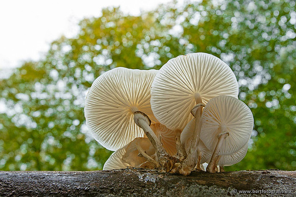 Paddenstoelen, Bart Fotografie-0176