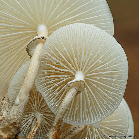 Paddenstoelen, Bart Fotografie-0177
