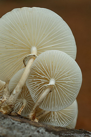 Paddenstoelen, Bart Fotografie-0178