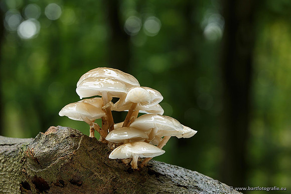 Paddenstoelen, Bart Fotografie-0179