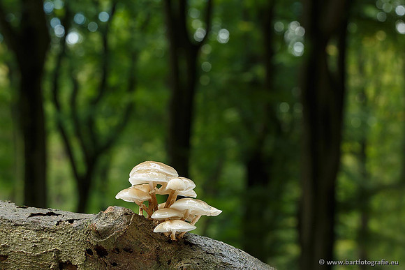 Paddenstoelen, Bart Fotografie-0180