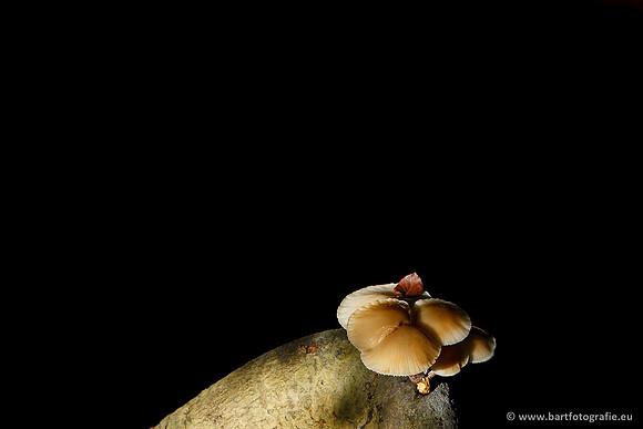Paddenstoelen, Bart Fotografie-0181