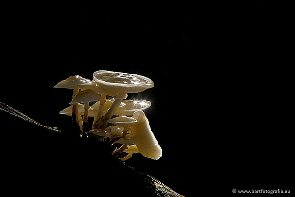 Paddenstoelen, Bart Fotografie-0183