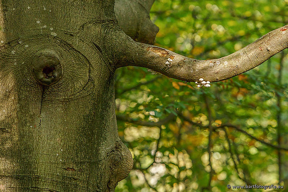 Paddenstoelen, Bart Fotografie-0182