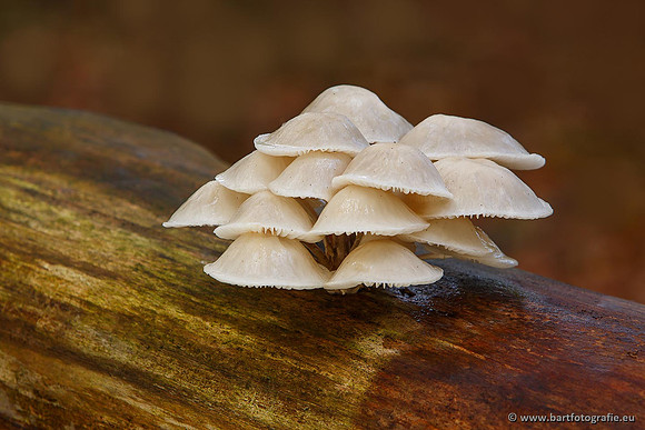 Paddenstoelen, Bart Fotografie-0185