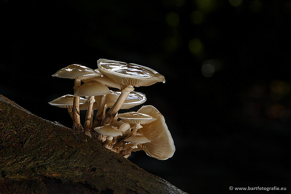 Paddenstoelen, Bart Fotografie-0184