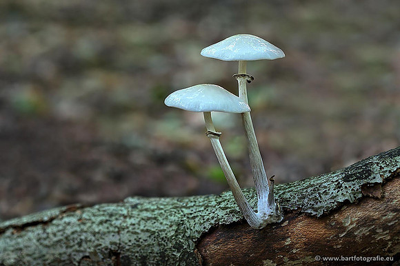 Paddenstoelen, Bart Fotografie-0186