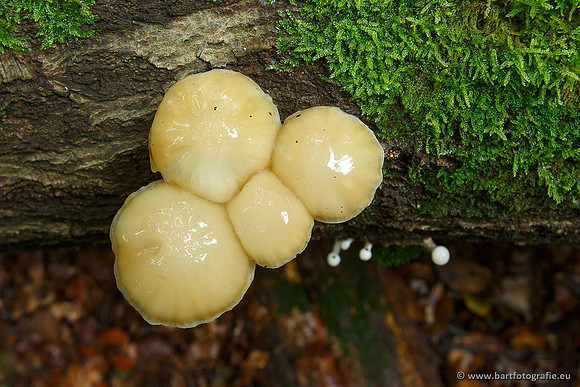 Paddenstoelen, Bart Fotografie-0188