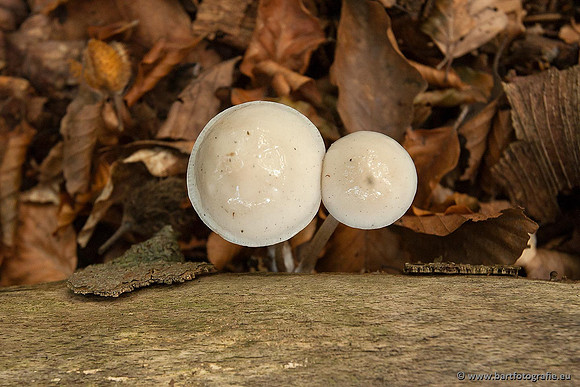 Paddenstoelen, Bart Fotografie-0189
