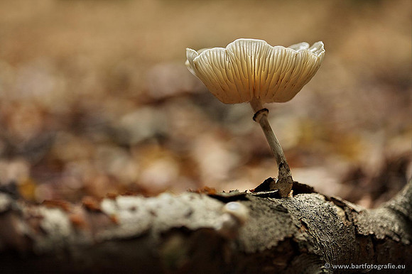 Paddenstoelen, Bart Fotografie-0187