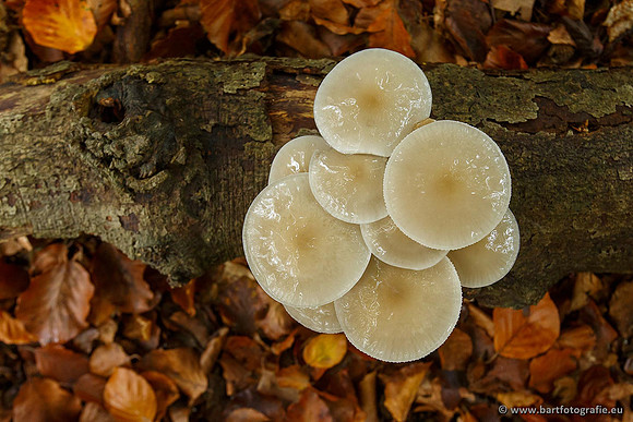 Paddenstoelen, Bart Fotografie-0190