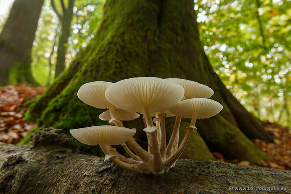 Paddenstoelen, Bart Fotografie-0191