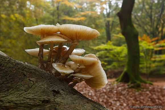 Paddenstoelen, Bart Fotografie-0192