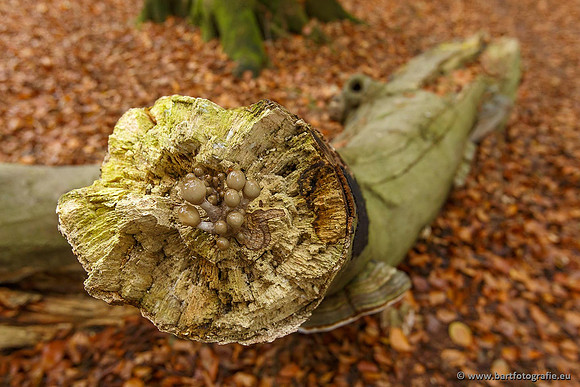 Paddenstoelen, Bart Fotografie-0193