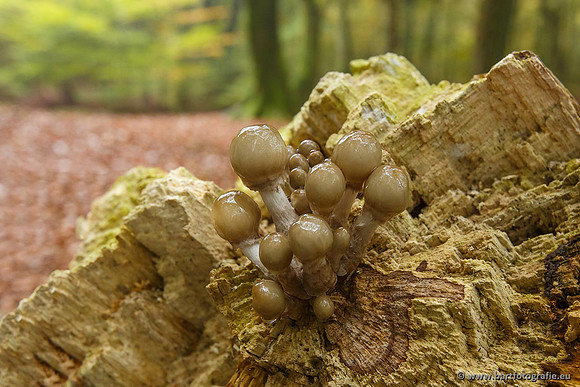 Paddenstoelen, Bart Fotografie-0195