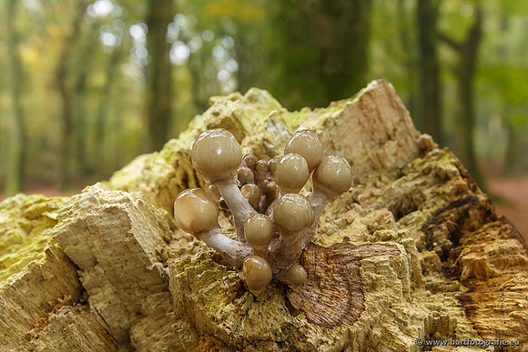 Paddenstoelen, Bart Fotografie-0194