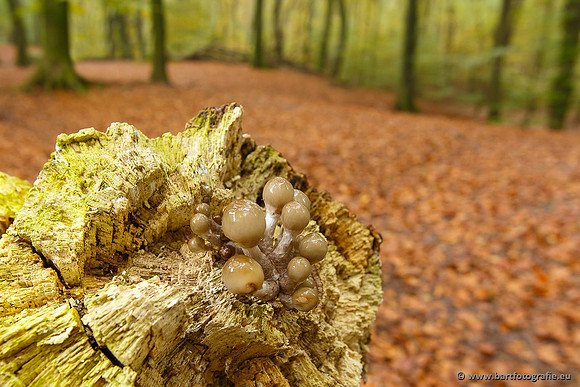 Paddenstoelen, Bart Fotografie-0196
