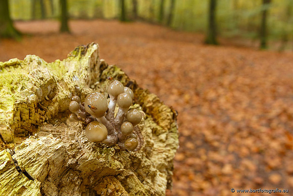 Paddenstoelen, Bart Fotografie-0197