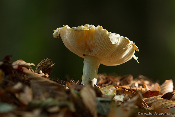 Paddenstoelen, Bart Fotografie-0199