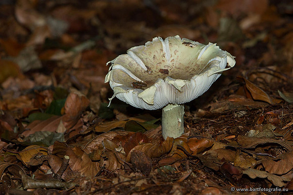Paddenstoelen, Bart Fotografie-0198