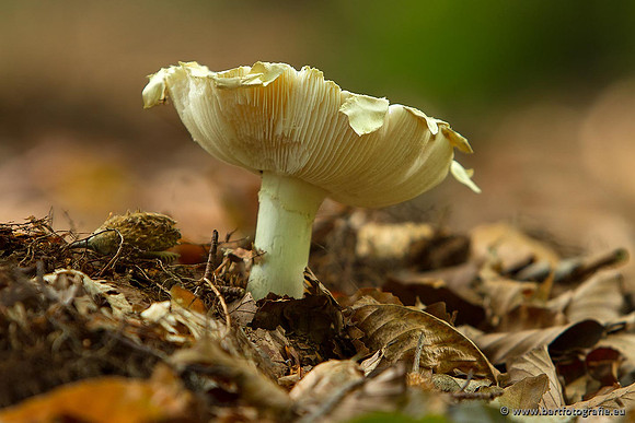 Paddenstoelen, Bart Fotografie-0201