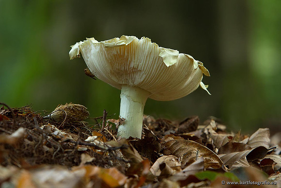 Paddenstoelen, Bart Fotografie-0200