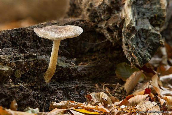 Paddenstoelen, Bart Fotografie-0202