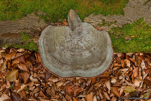 Paddenstoelen, Bart Fotografie-0203