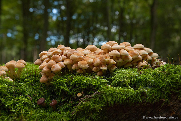 Paddenstoelen, Bart Fotografie-0206