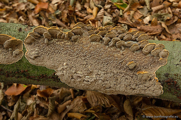 Paddenstoelen, Bart Fotografie-0205