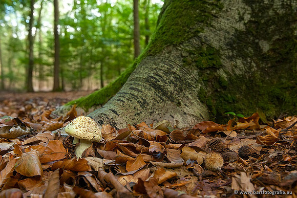 Paddenstoelen, Bart Fotografie-0207