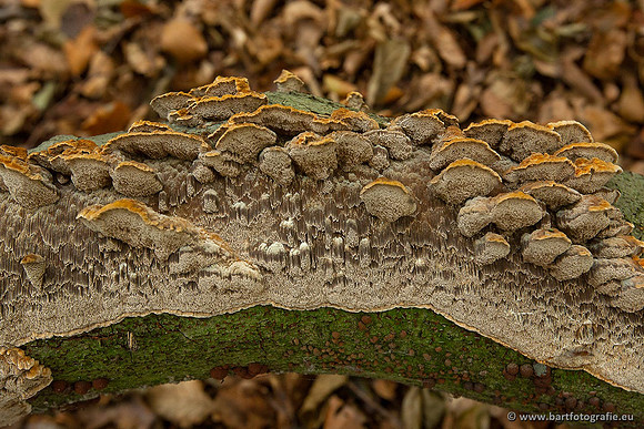 Paddenstoelen, Bart Fotografie-0204