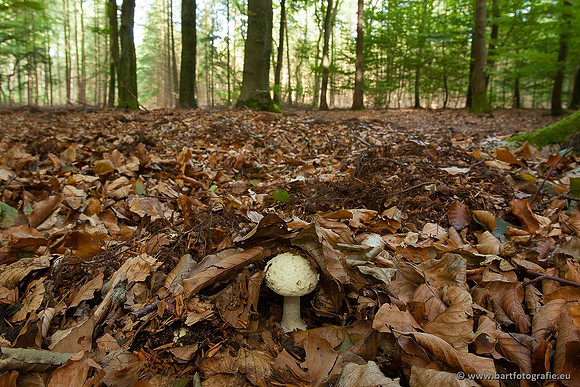 Paddenstoelen, Bart Fotografie-0208