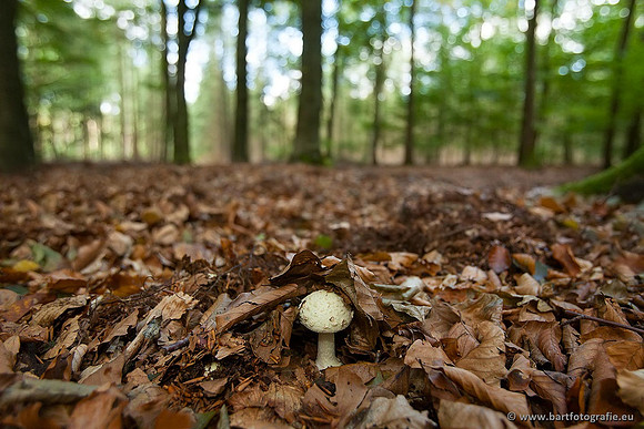 Paddenstoelen, Bart Fotografie-0209