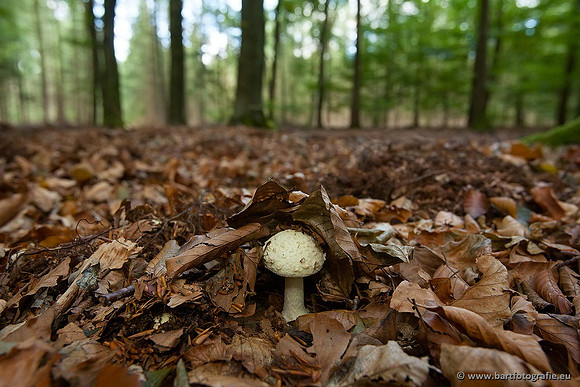 Paddenstoelen, Bart Fotografie-0210
