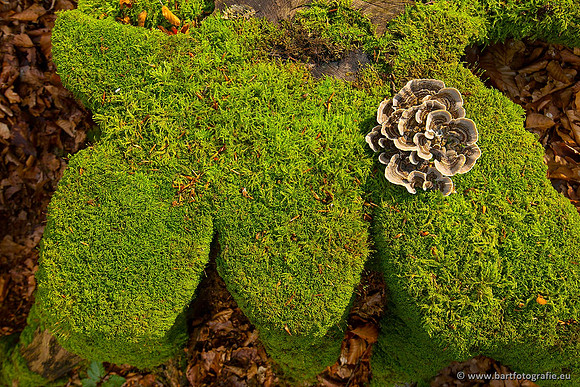 Paddenstoelen, Bart Fotografie-0211